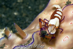 Imperial Shrimp on a Nudibranch.  Canon 40D, 100mm Macro ... by John Miller 